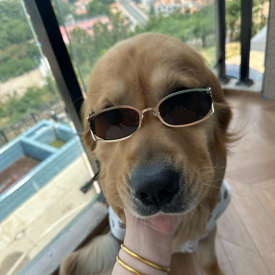 钢镚是只金毛