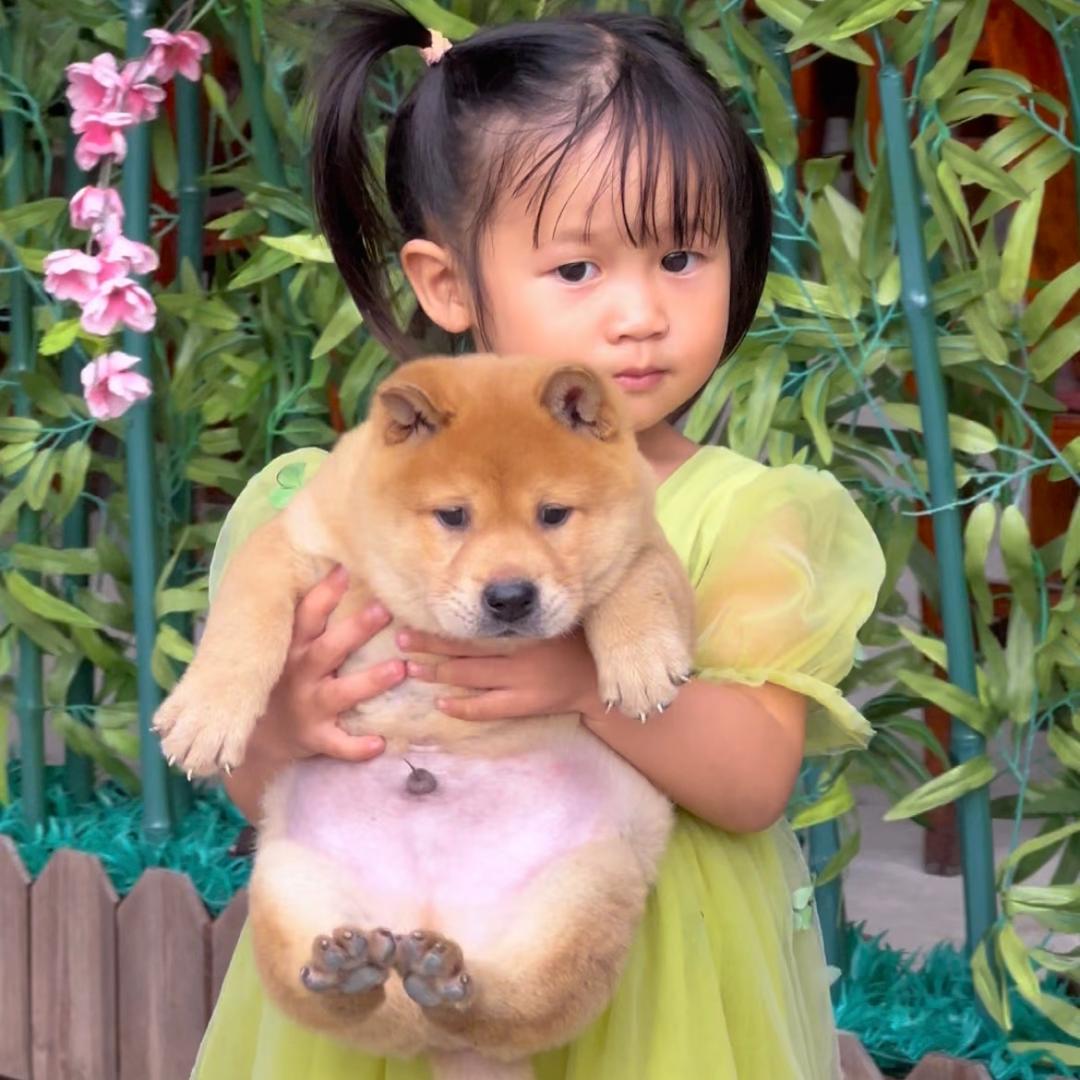 汪汪队小黄