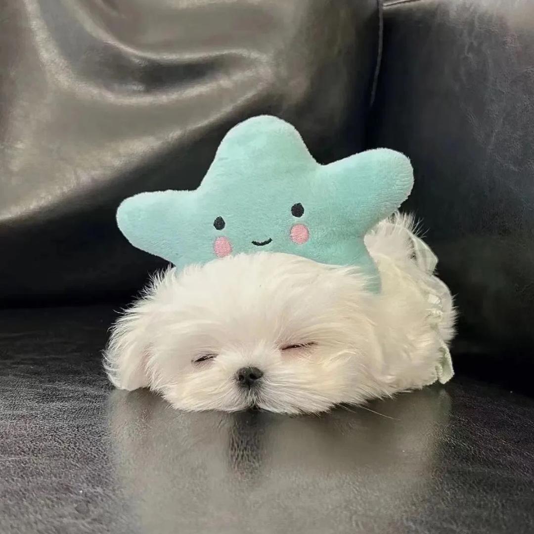 小玉年年开心