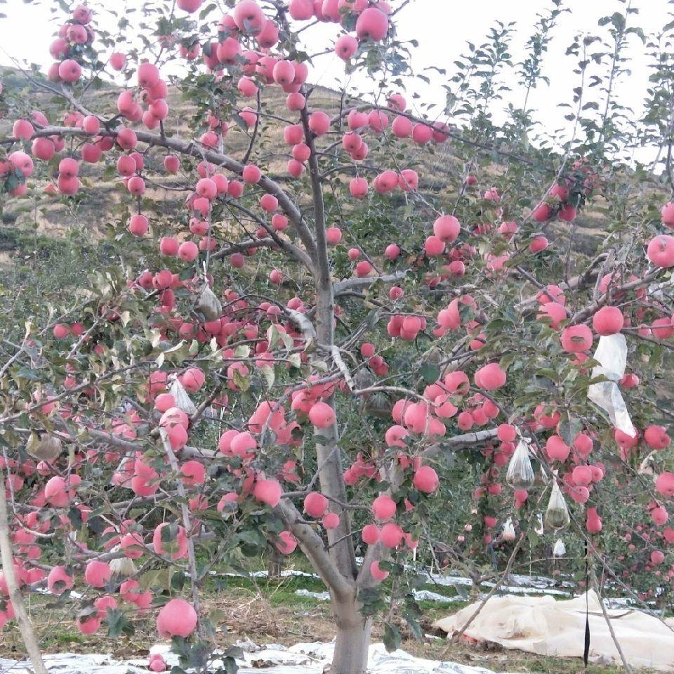 鹿邑县邑居房地产