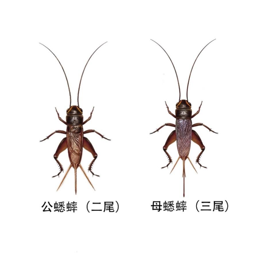 蟋蟀养殖