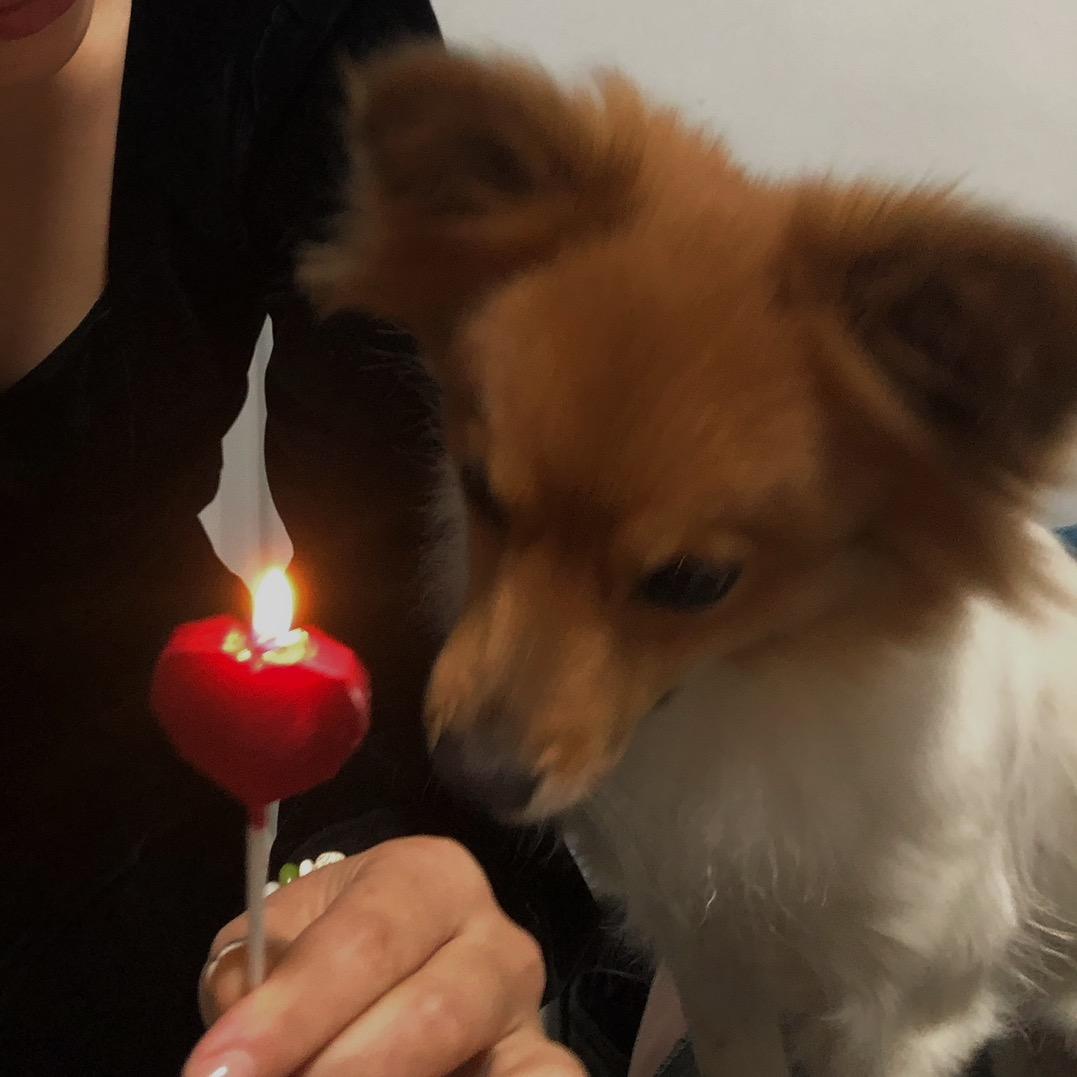 这只小狗叫旺仔