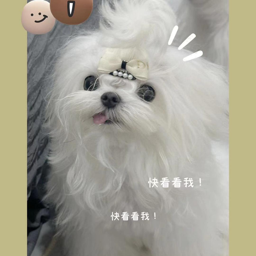 瑞安市宠物生活馆