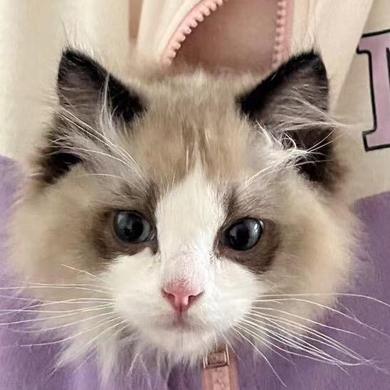 宠爱猫殿下（养猫铲屎官）