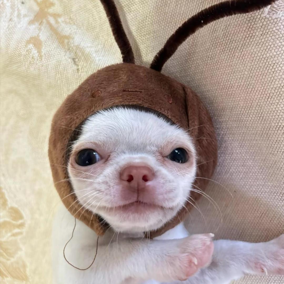 Zuuuion