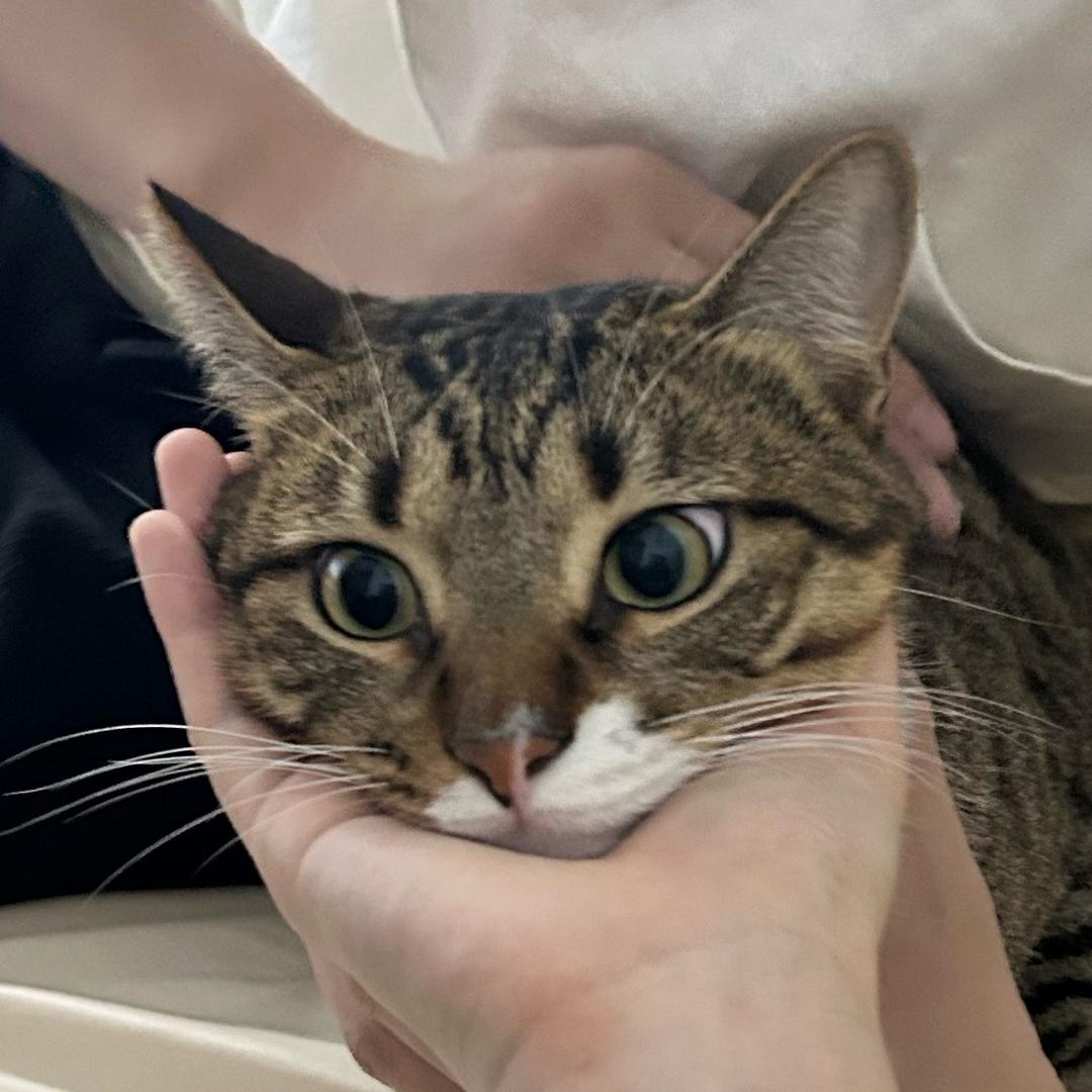 A6大猫