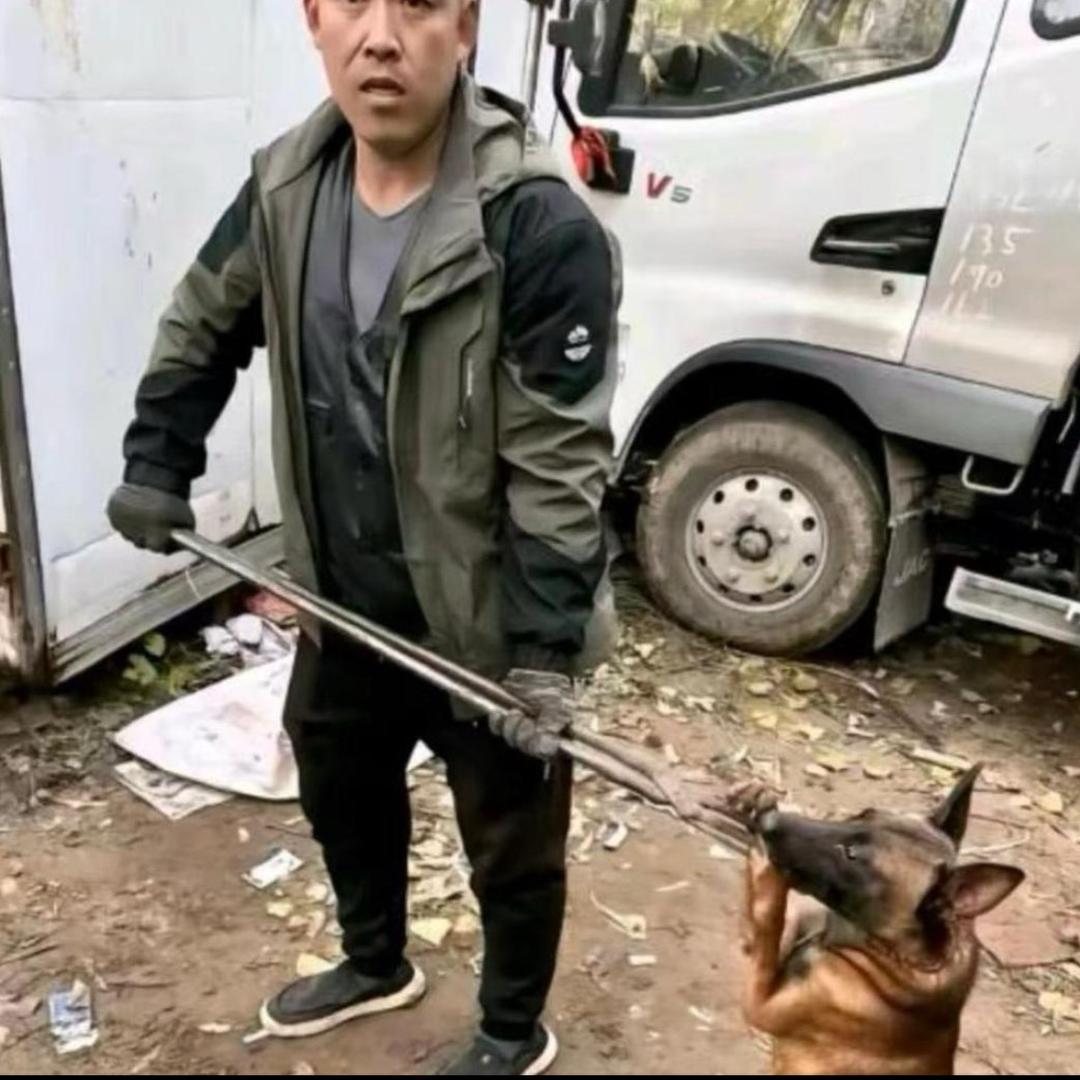 AAA-专业套狗许哥