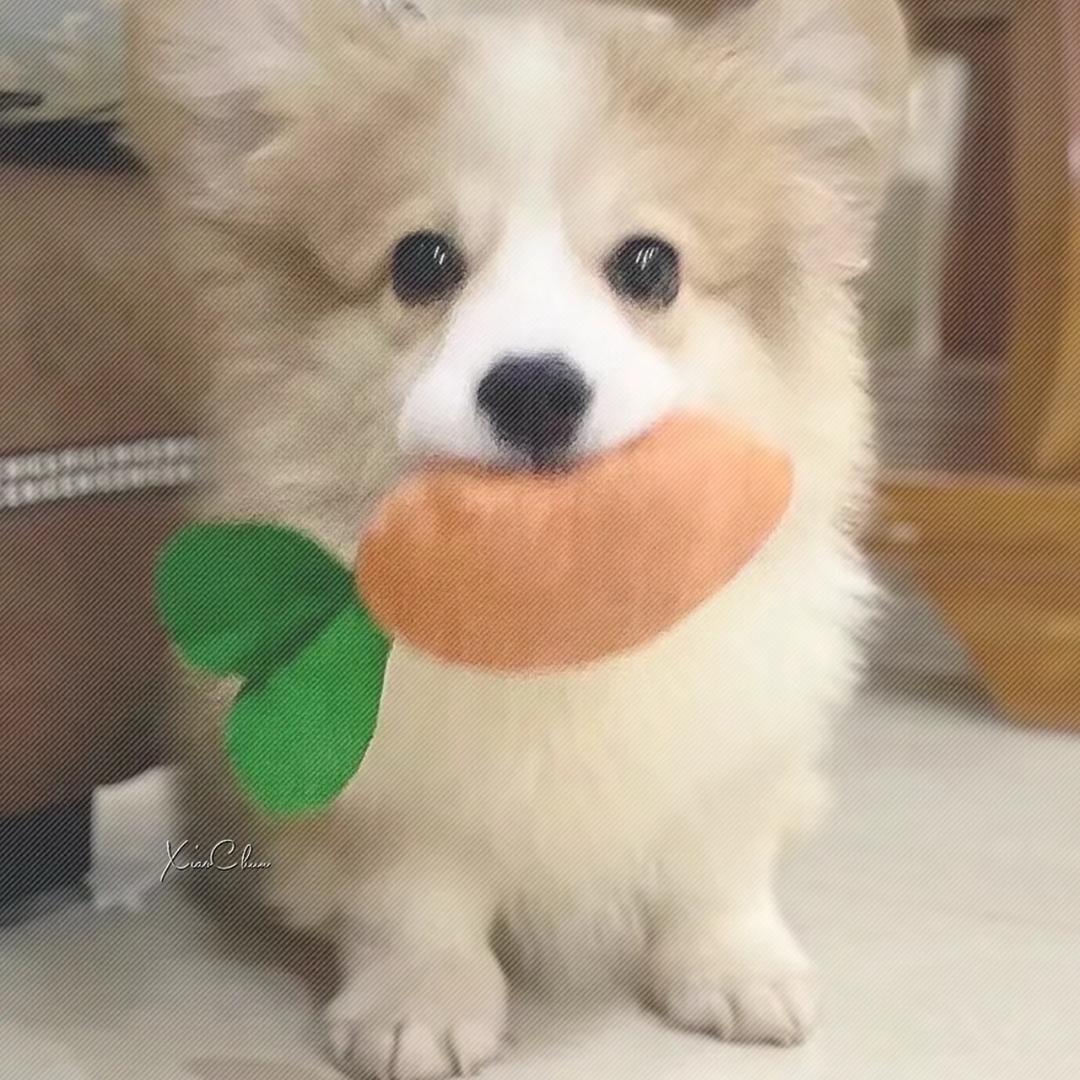 小苦茶子o