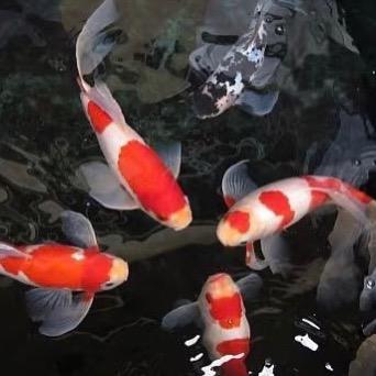 可心锦鲤观赏鱼