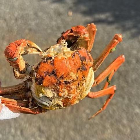螃蟹搬运工小刘🦀