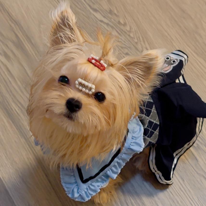 🪷彩思思：有只国泰民安变毛色的🐶女儿