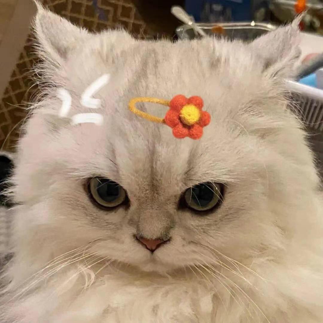 母鸡抖