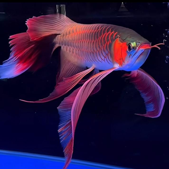 鱼得水
