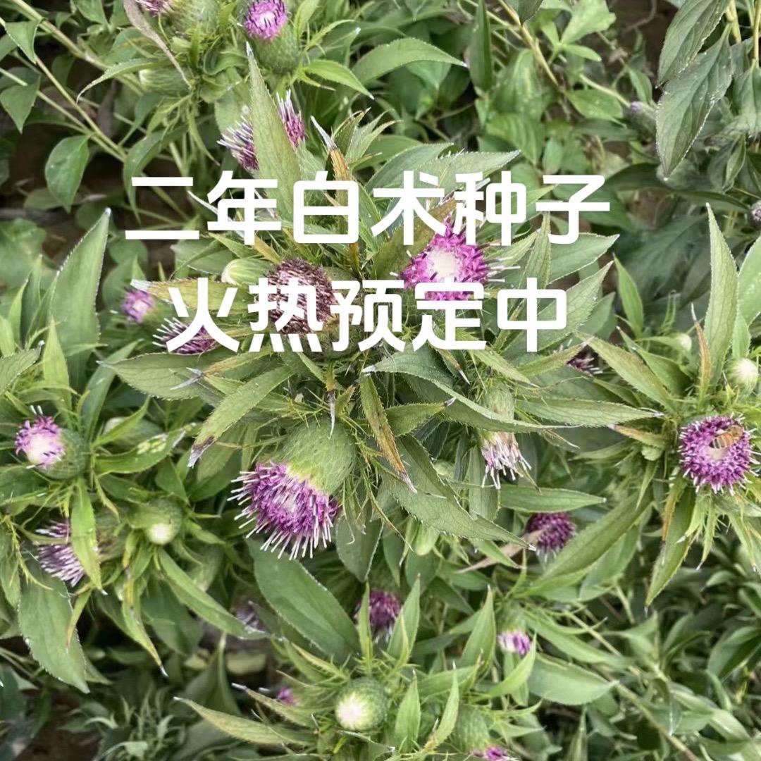 白术种子预定中