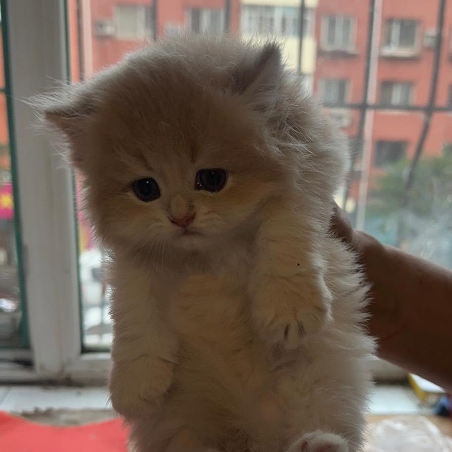 北屿金渐层猫舍
