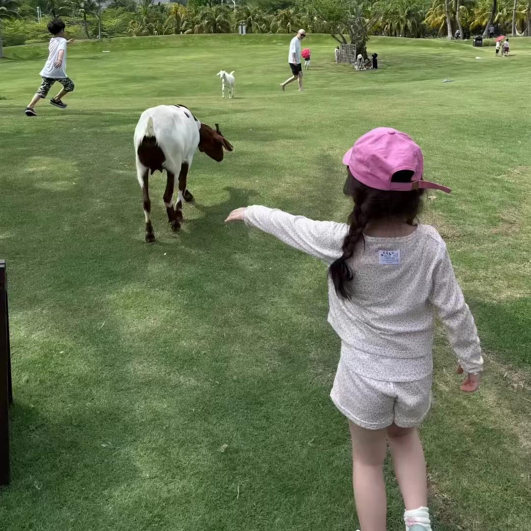 一只羊..
