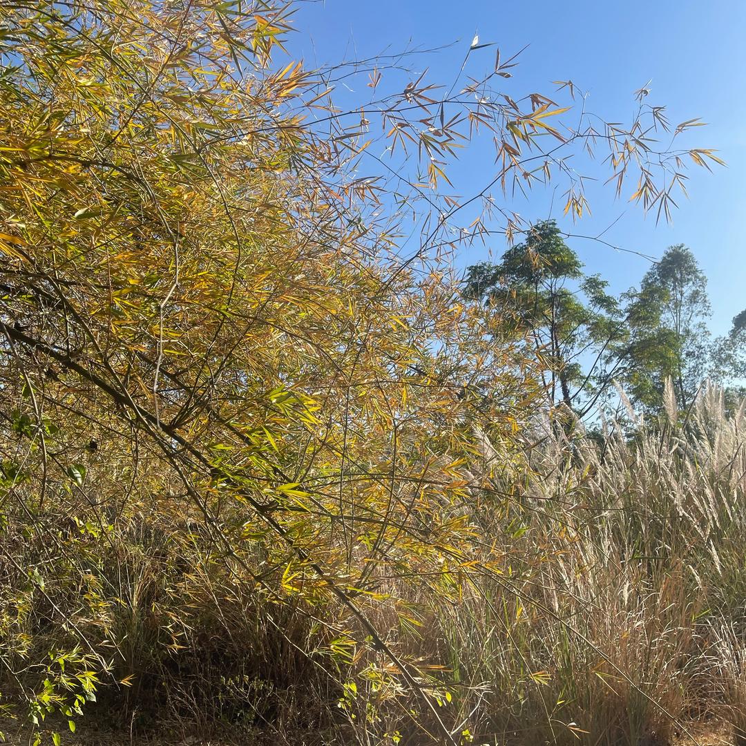 AA深圳龙盛达二手车（邹小姐）