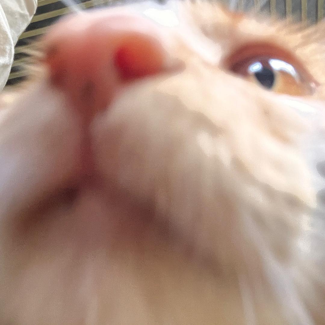 麦香鱼