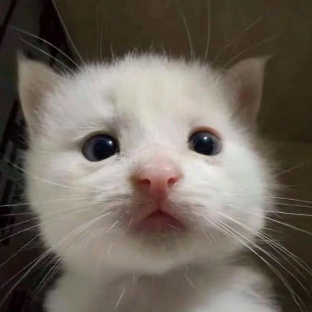 林黛玉‍‍‍‍‍