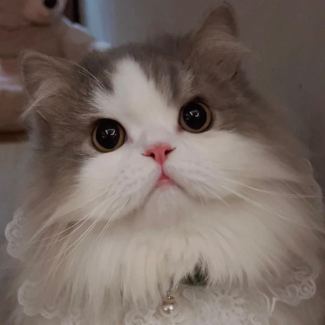 小心有猫饼（猫舍版）