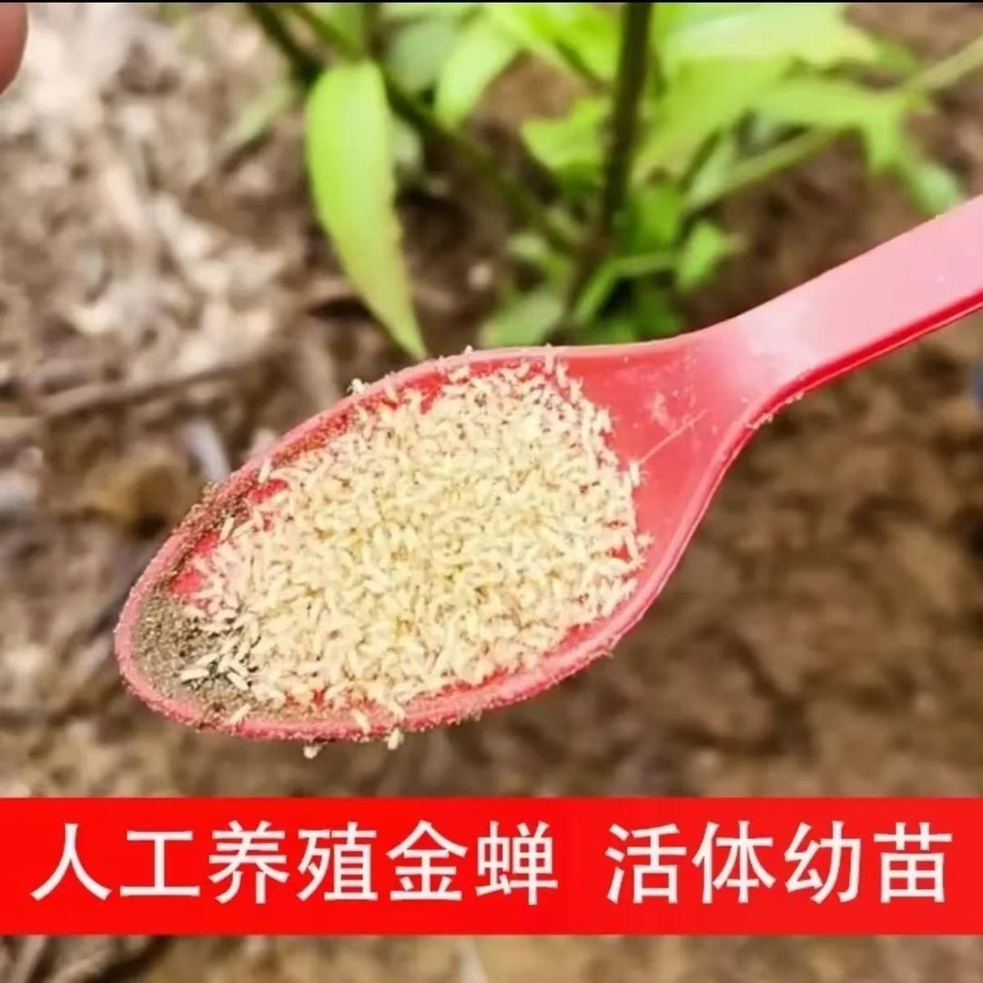 农业刘