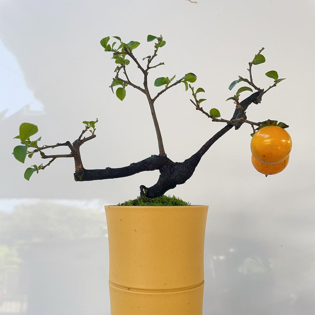 （赏悦）金弹子盆景园艺