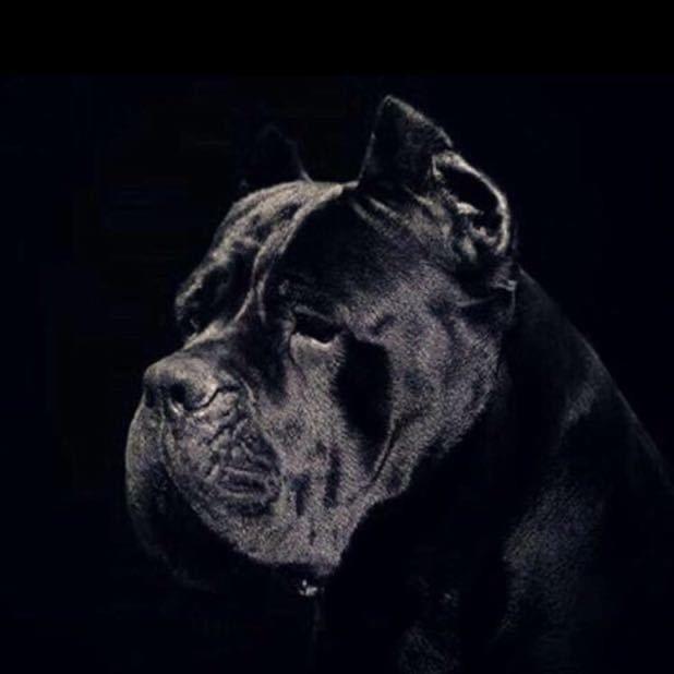 鹏哥猛犬护卫（卡斯罗）