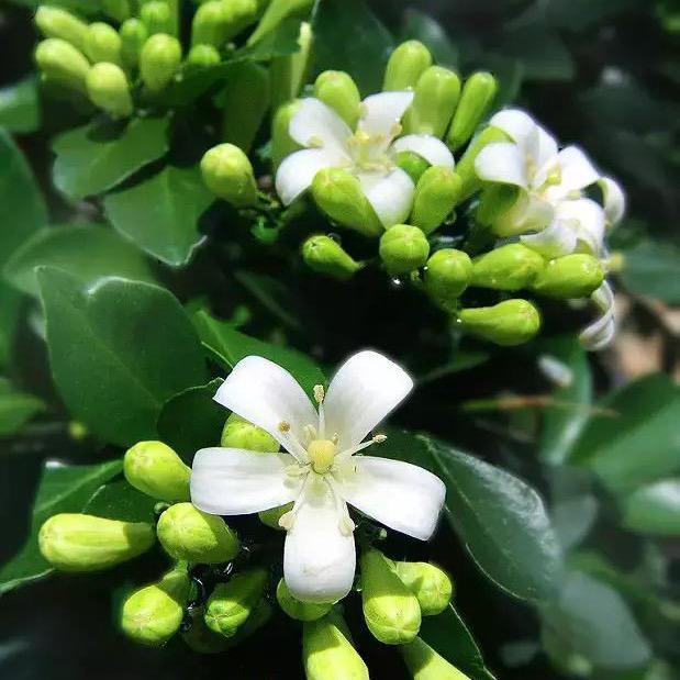 淼淼绿植