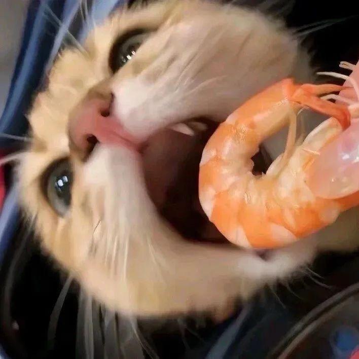 折耳猫