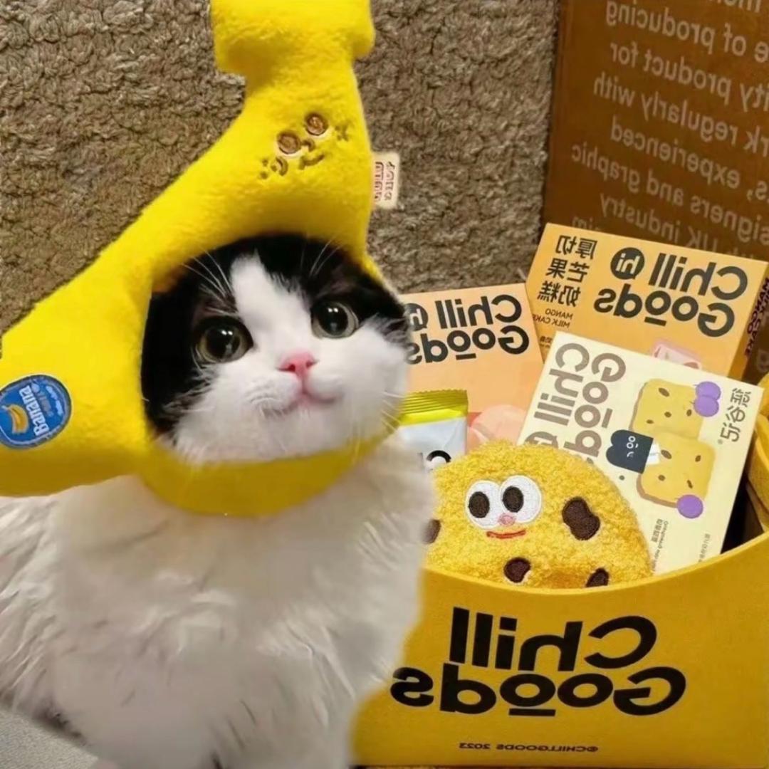 猫加芝士🧀