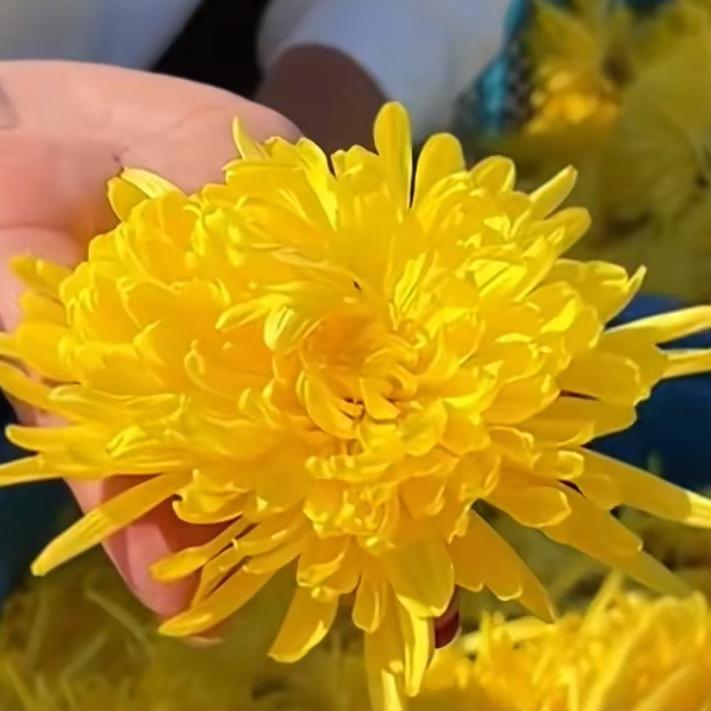 黄山菊花源头厂家
