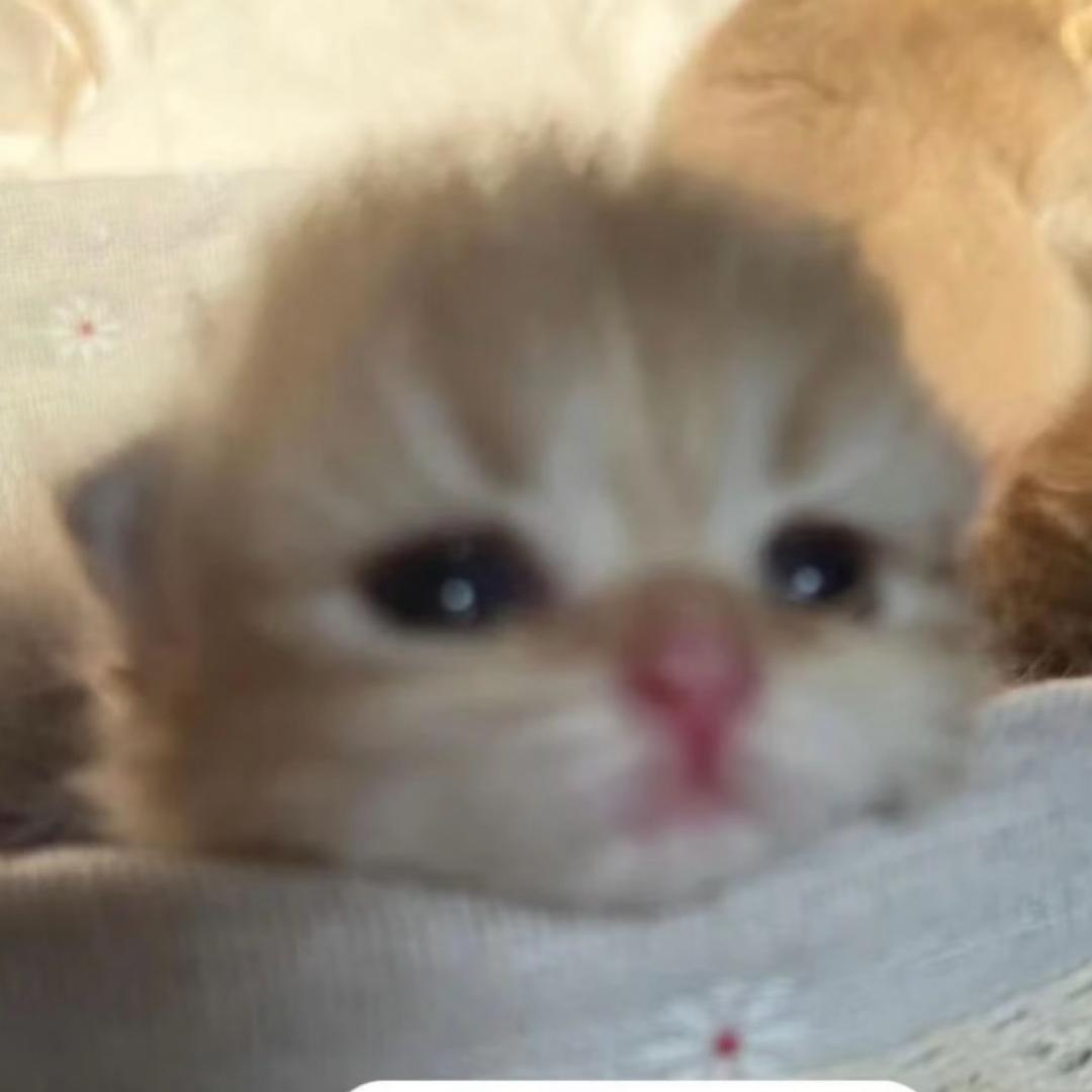 🇨🇳小桑