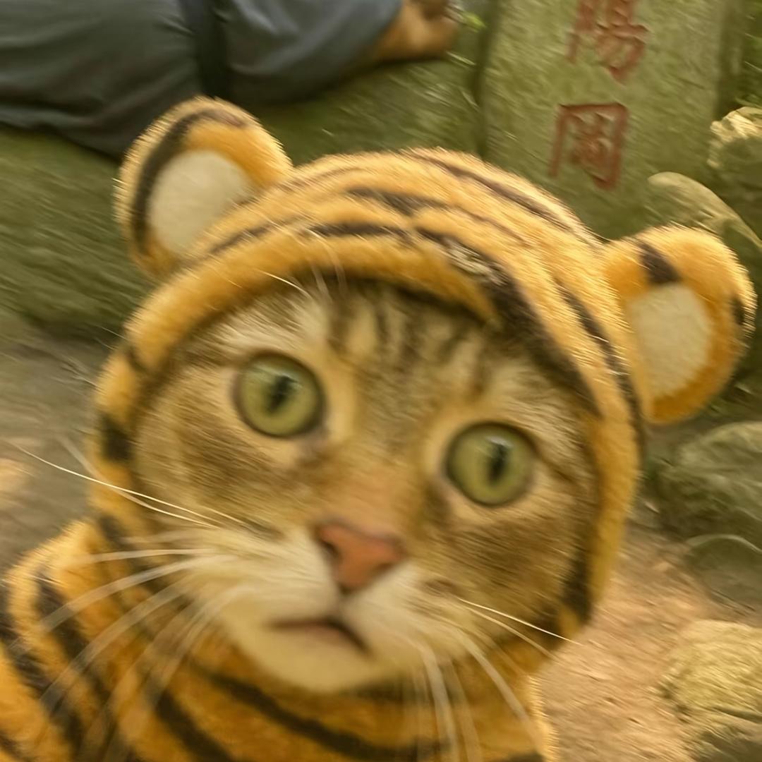 今晚打脑虎。