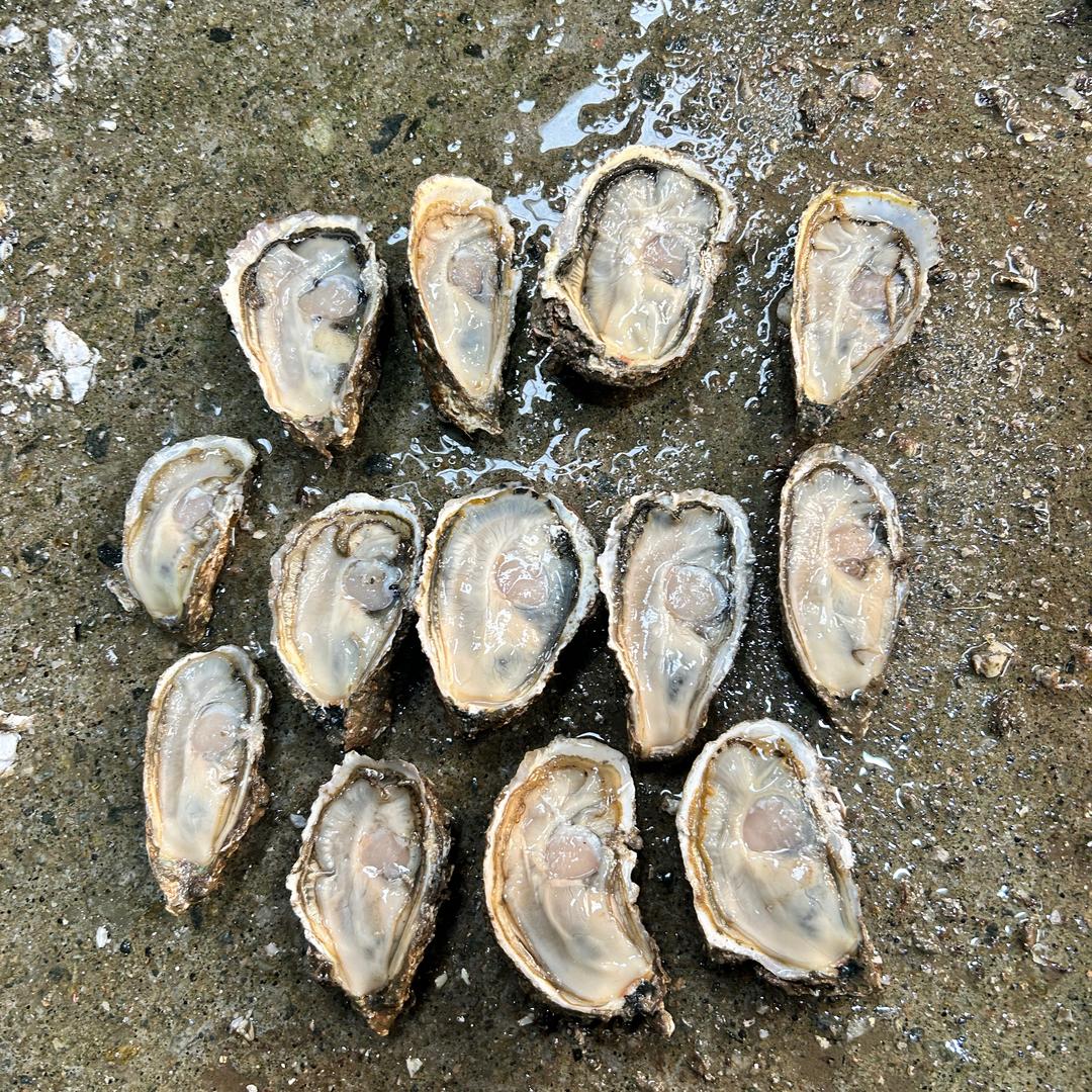 奕杭生蚝（生蚝批发）