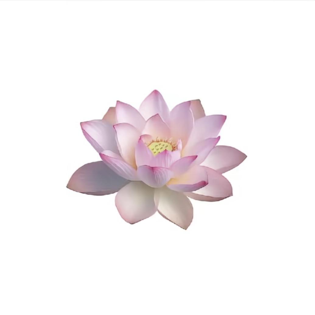 好运莲莲