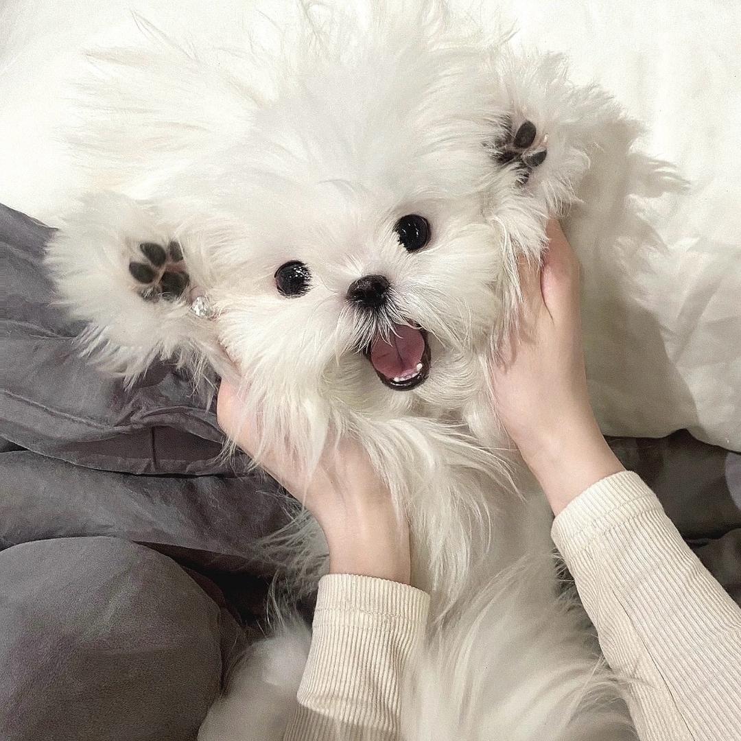 李子木.