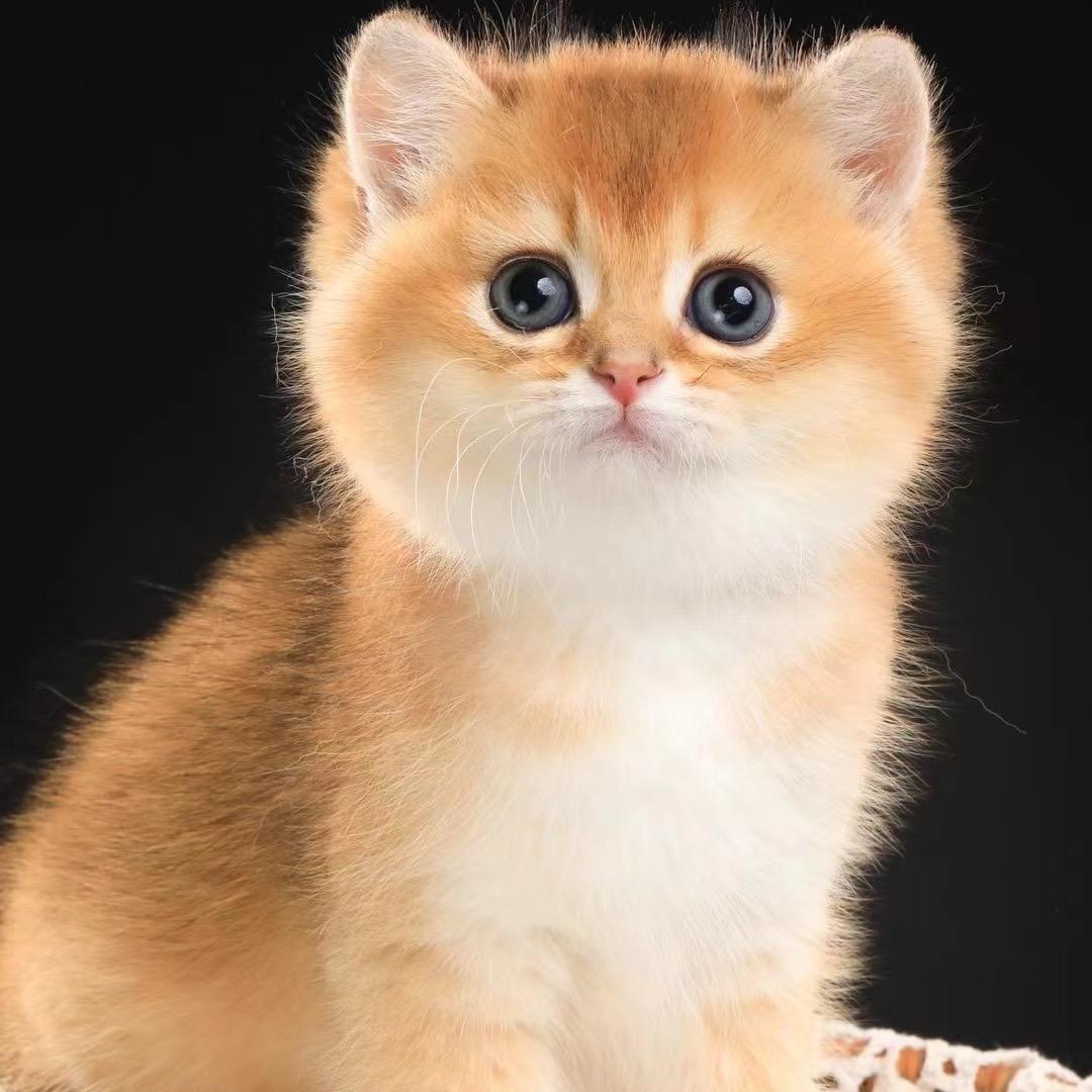 逛逛猫