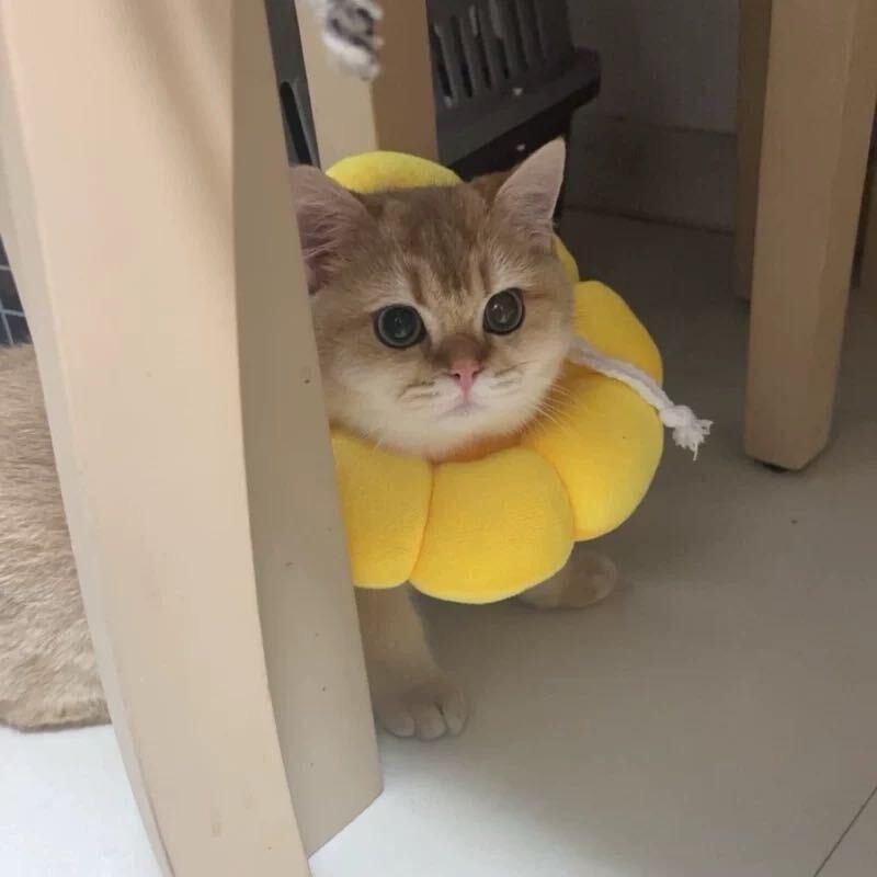 小麦zzzzzz