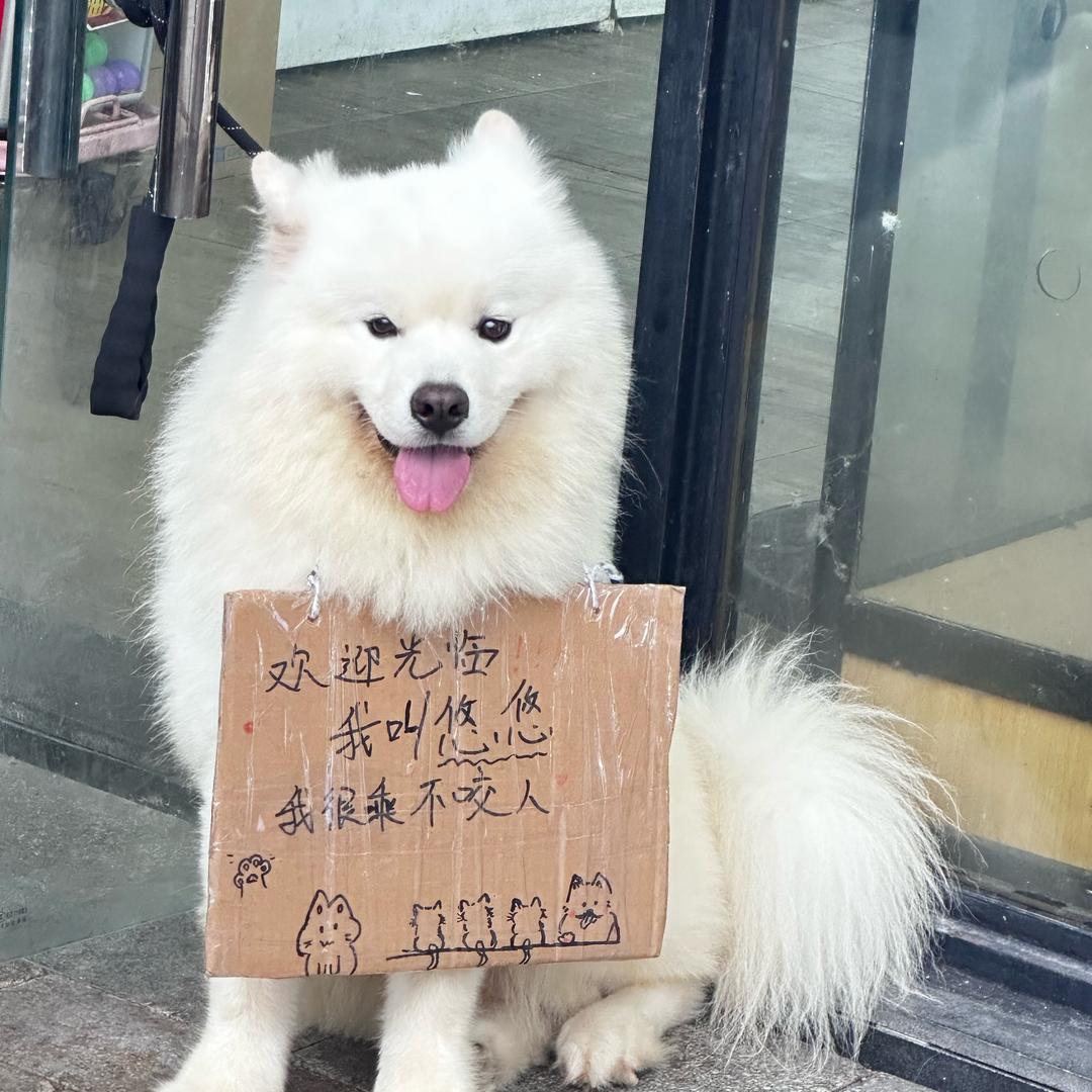 茉莉奶绿