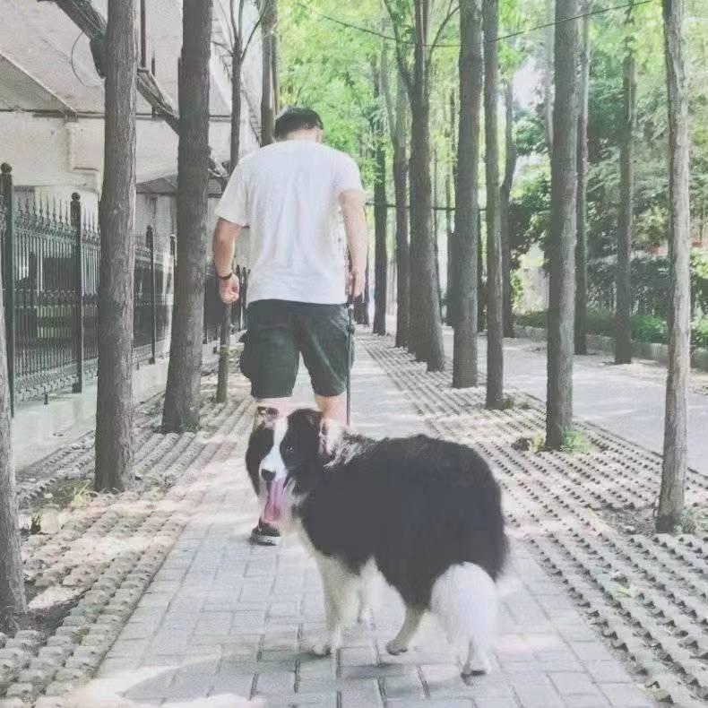 悉达多不多