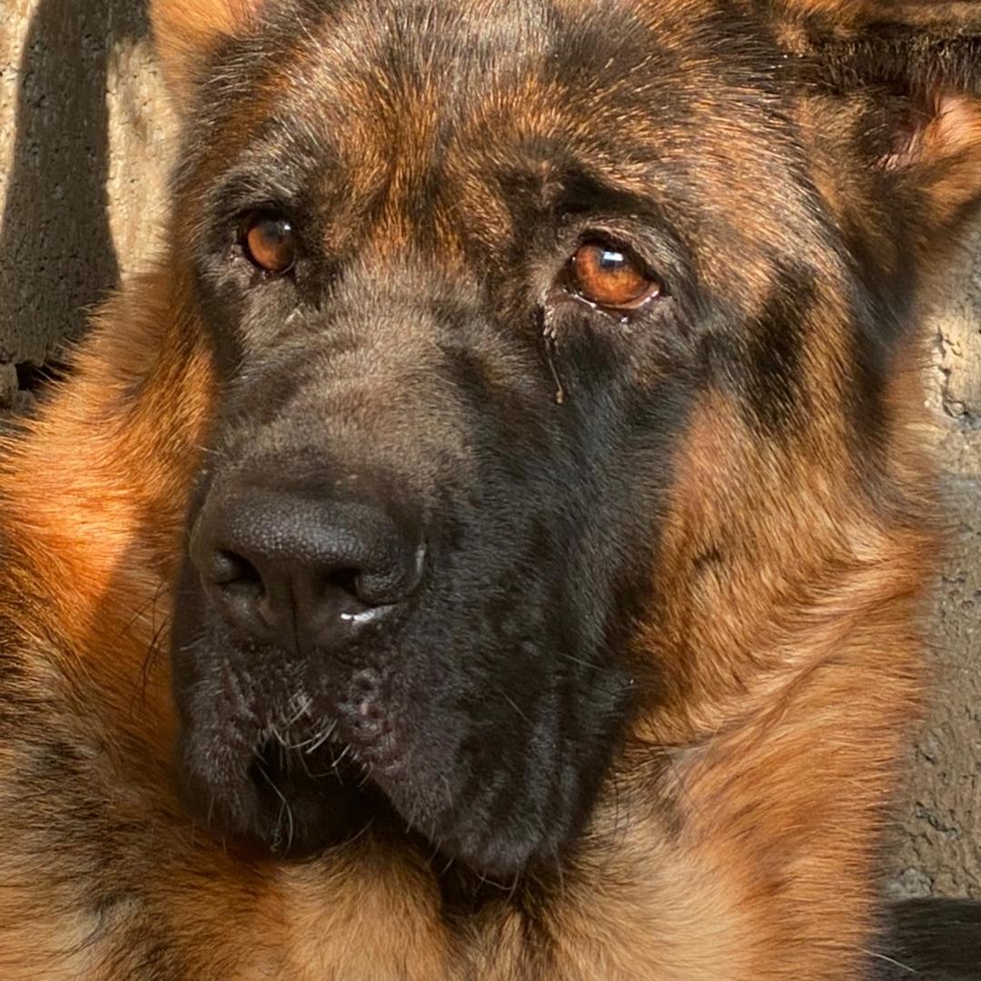 兄弟犬舍