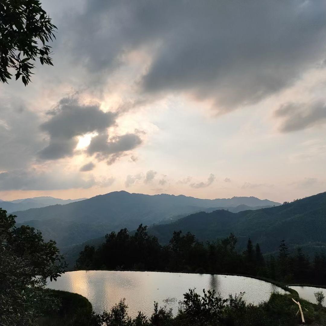 茶油哥