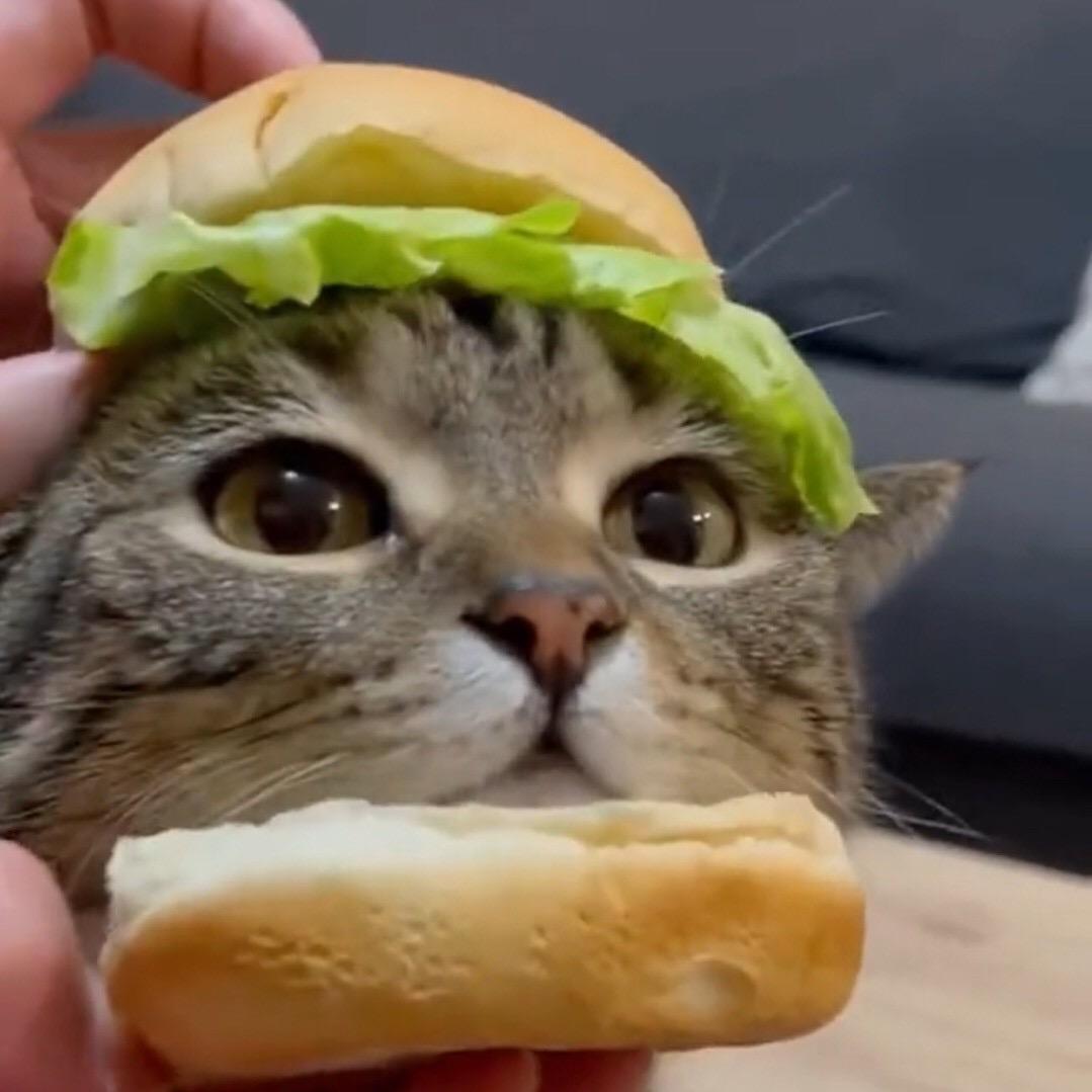 汉堡猫
