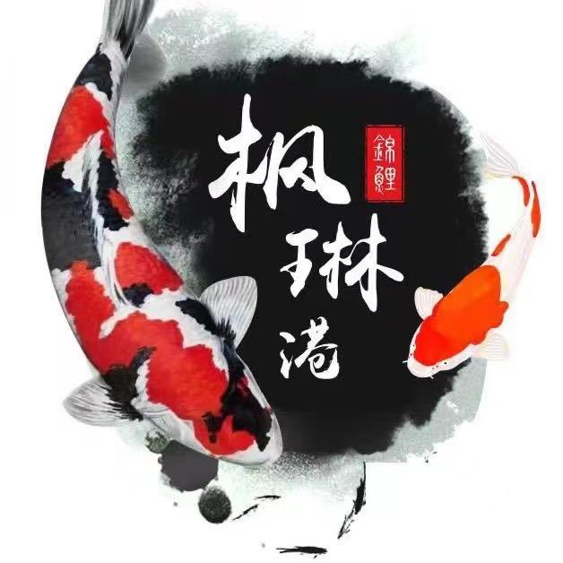 枫琳港锦鲤