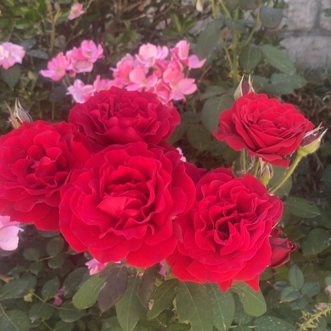 埃菲尔铁塔上的梦