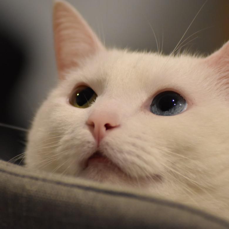 小祥