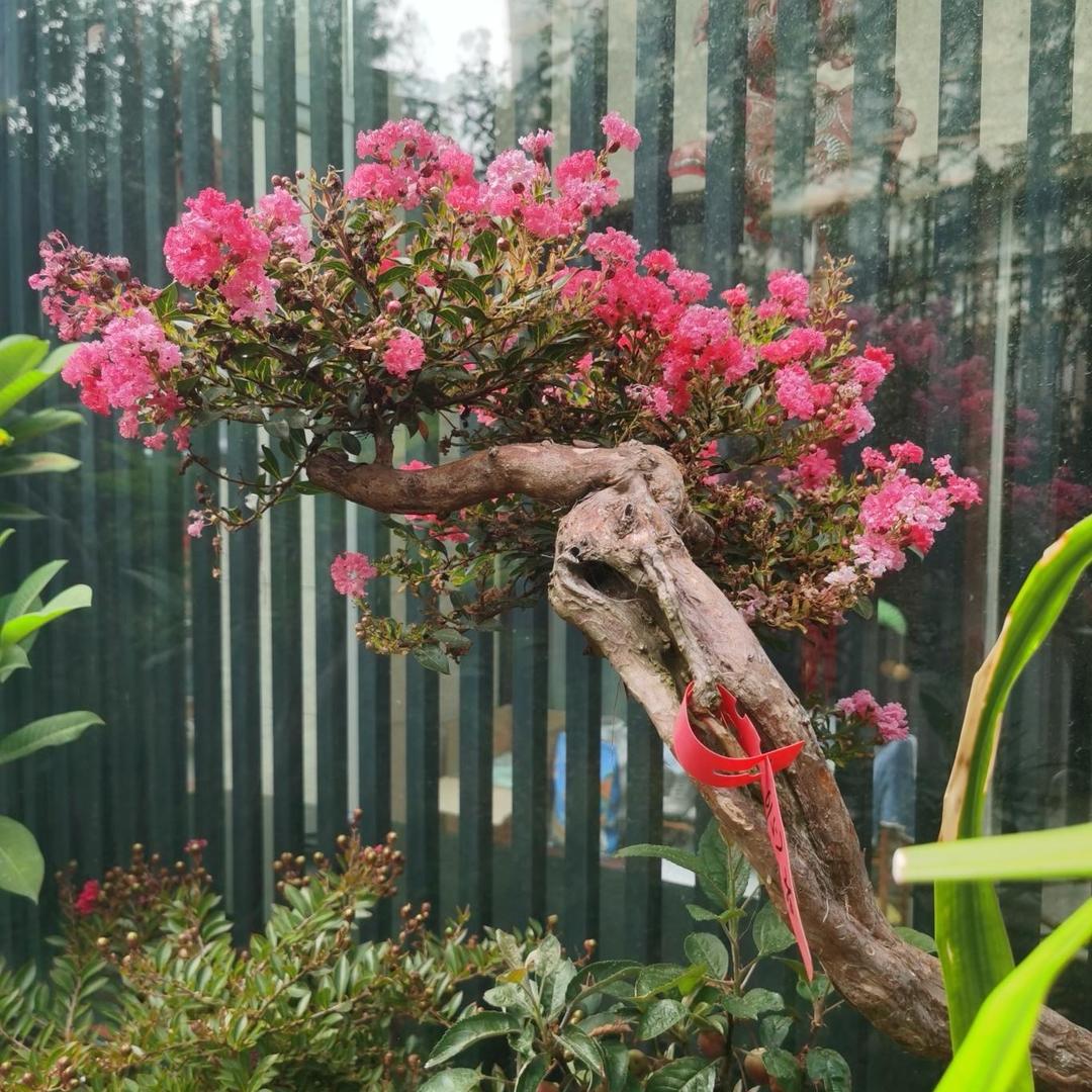 扬轩昂园林花卉