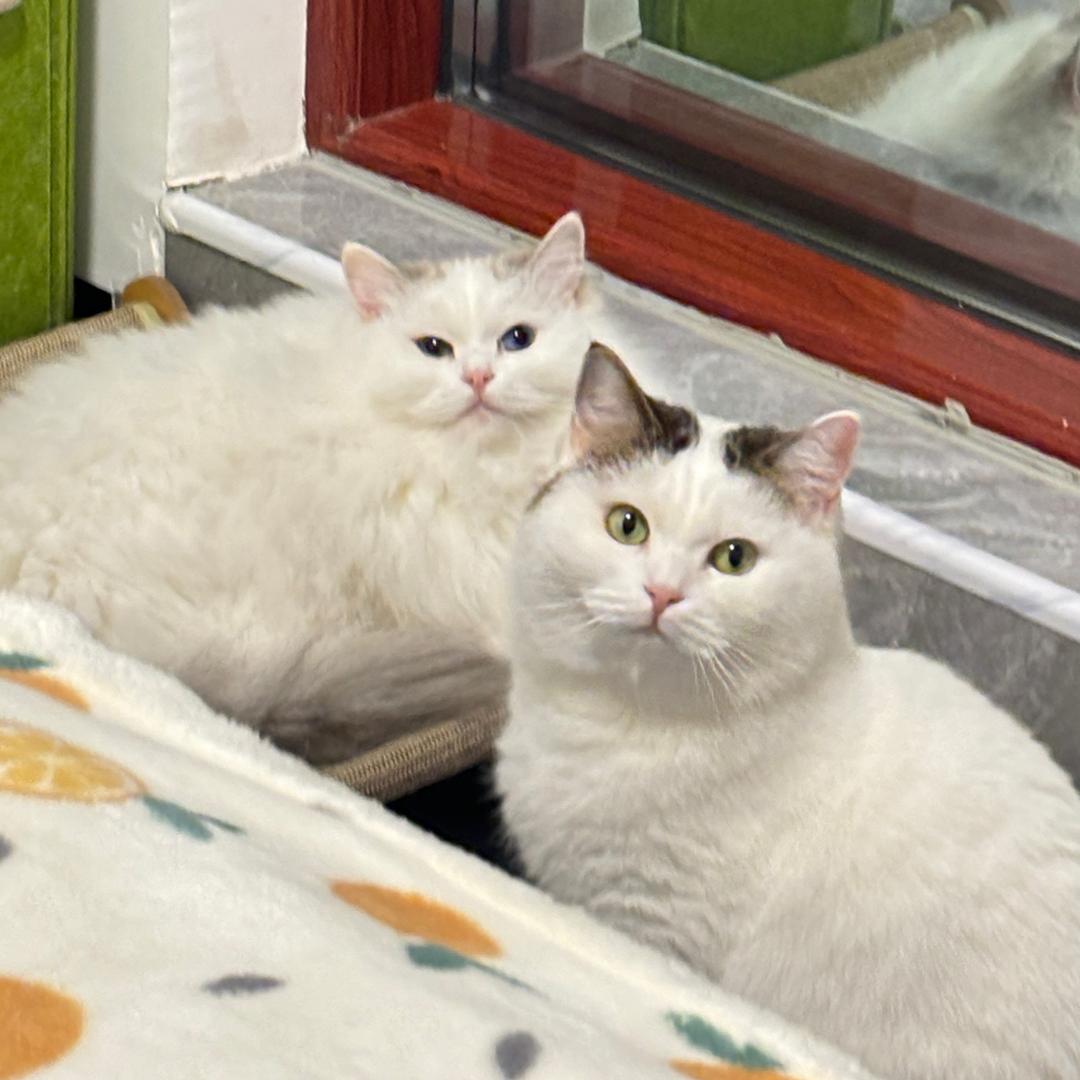 爱打盹儿的喵🐱