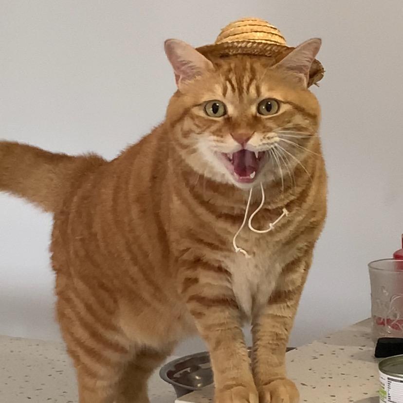 偷吃冰淇淋的猫