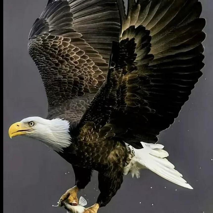 神鹰🦅